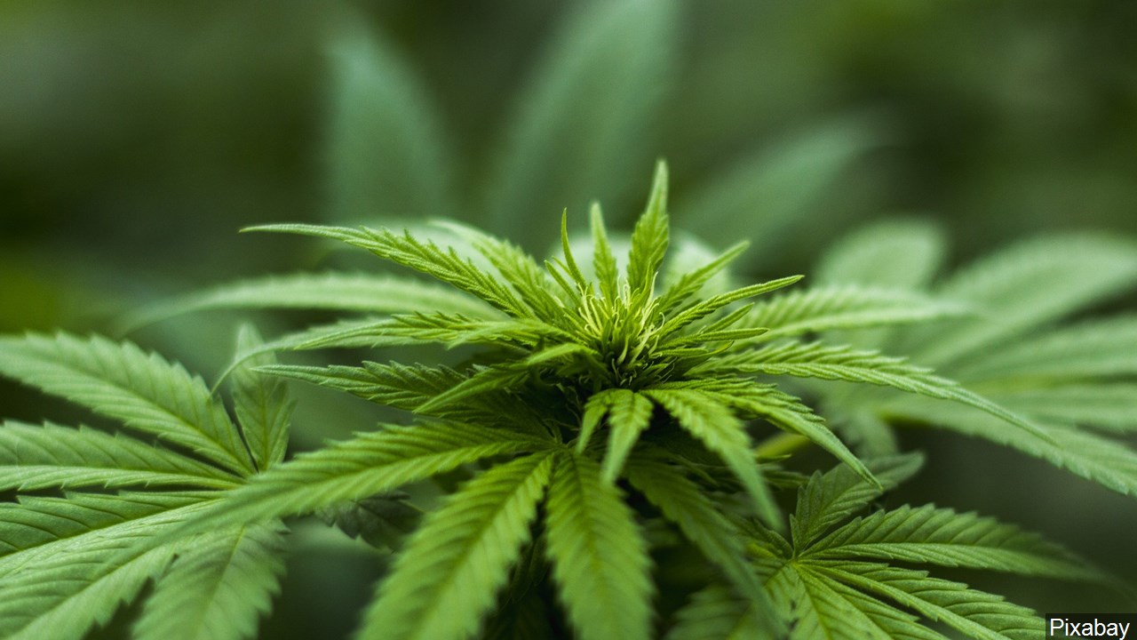 Senate Hearing Examines if Cannabis Should be Legal at Federal Level