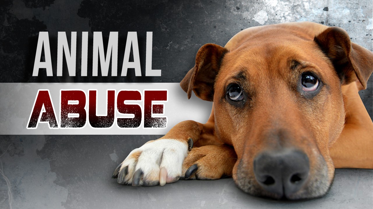 THREE ADULTS ARRAIGNED ON ANIMAL CRUELTY CHARGES
