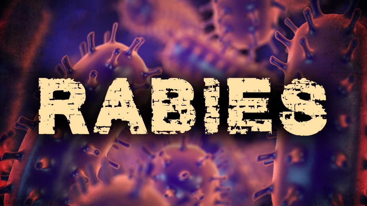 CDC Most Rabies Infections In U.S. Come From Bats WNY News Now