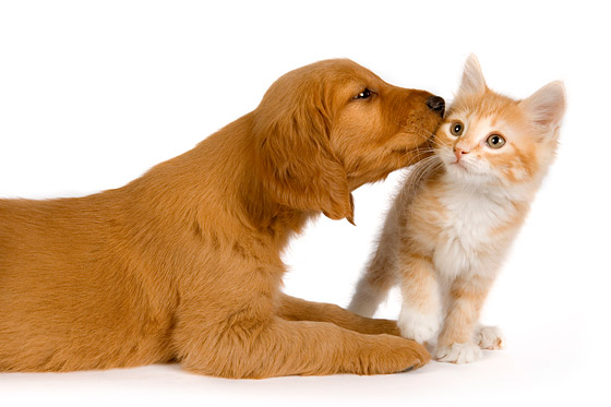 Join the Howl-o-Ween Fun! Pip-Skey’s Halloween Fundraiser Aims to Support Homeless Animals