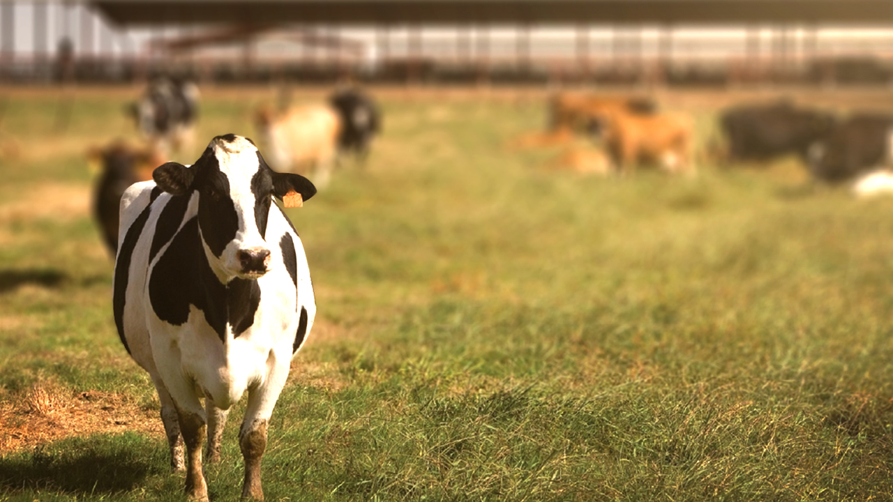 CORNELL DAIRY PROCESSING BOOTCAMP