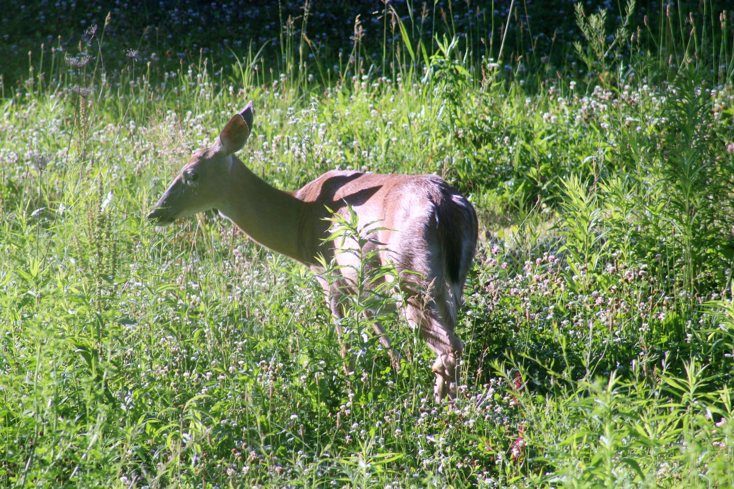 Deer Management Work Group To Hold Public Meeting 