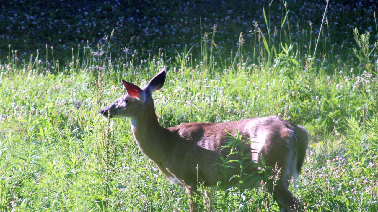 Bow Hunting Season Starts Today In Western New York WNY News Now