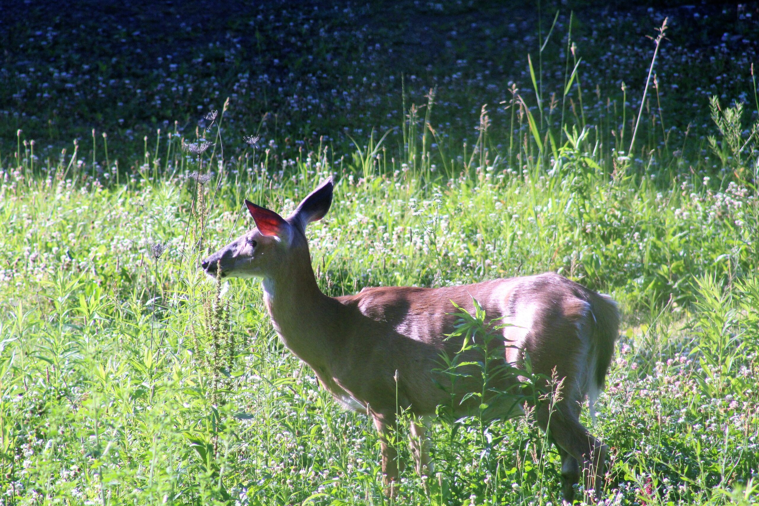 Bow Hunting Season Starts Today In Western New York WNY News Now