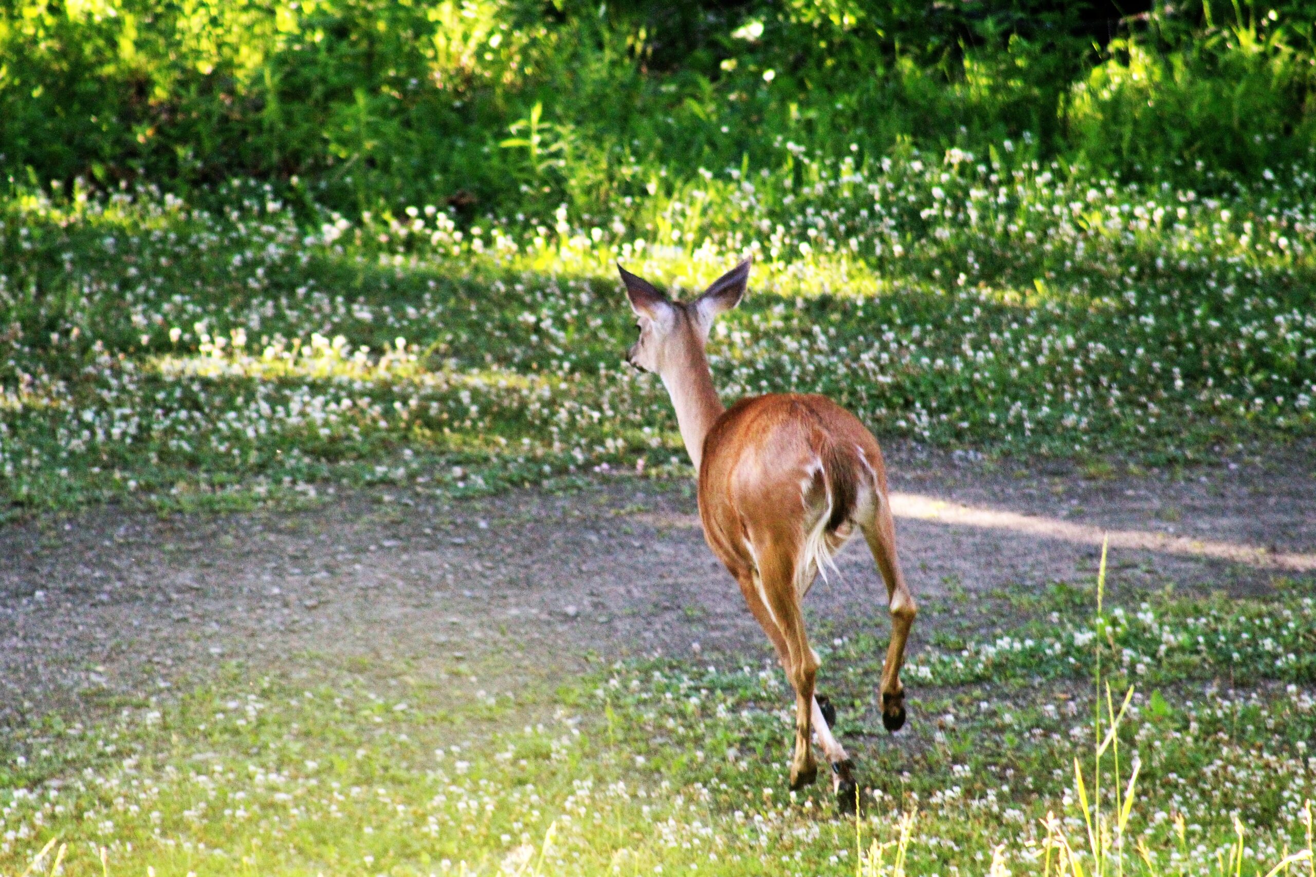 New DEC Regulation Prevents Unnecessary Feeding Of Wildlife