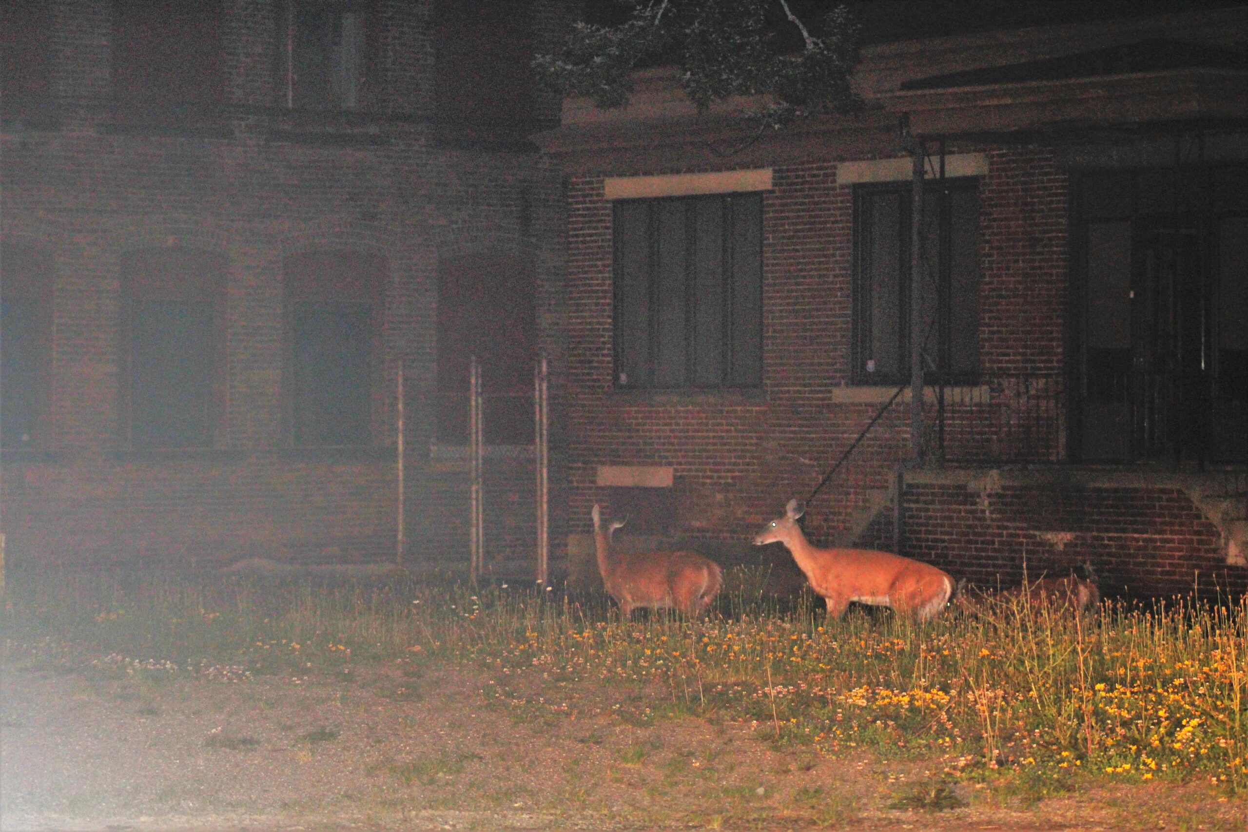 Committee Discusses Ways To Conduct Controlled Deer Hunt In City