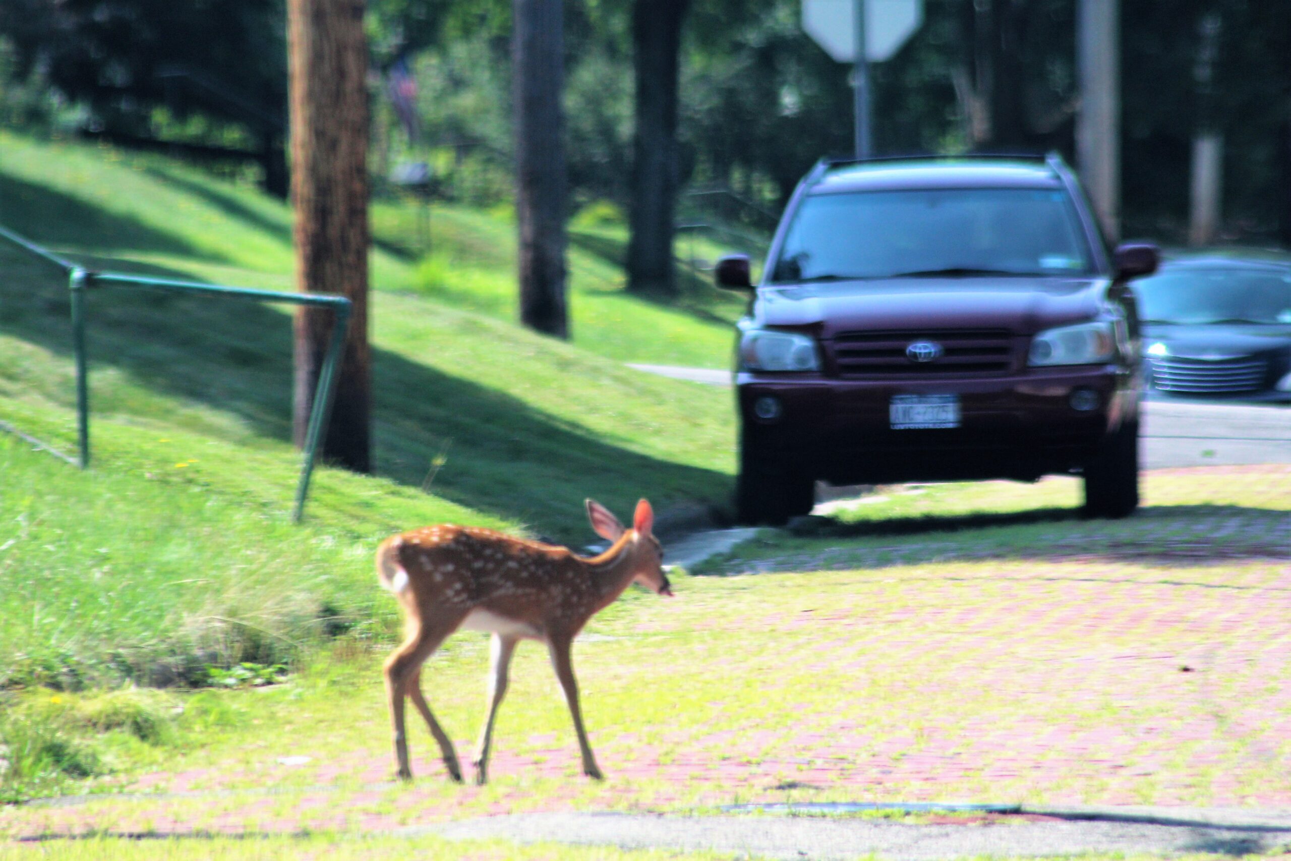 Council Tables Resolution Allowing Permit Request For Deer Population Control