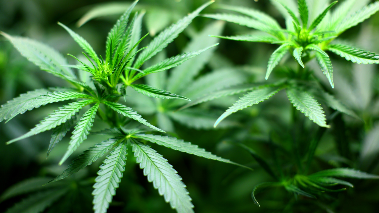 NY Approves Bill Legalizing Recreational Marijuana, Sending Bill To Governor