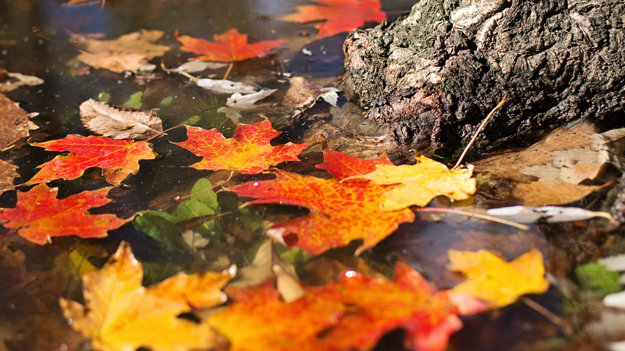Health Minute: Fall Allergies