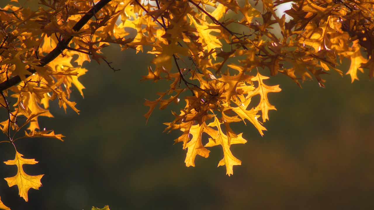 Health Minute: Getting Into Fall Fitness