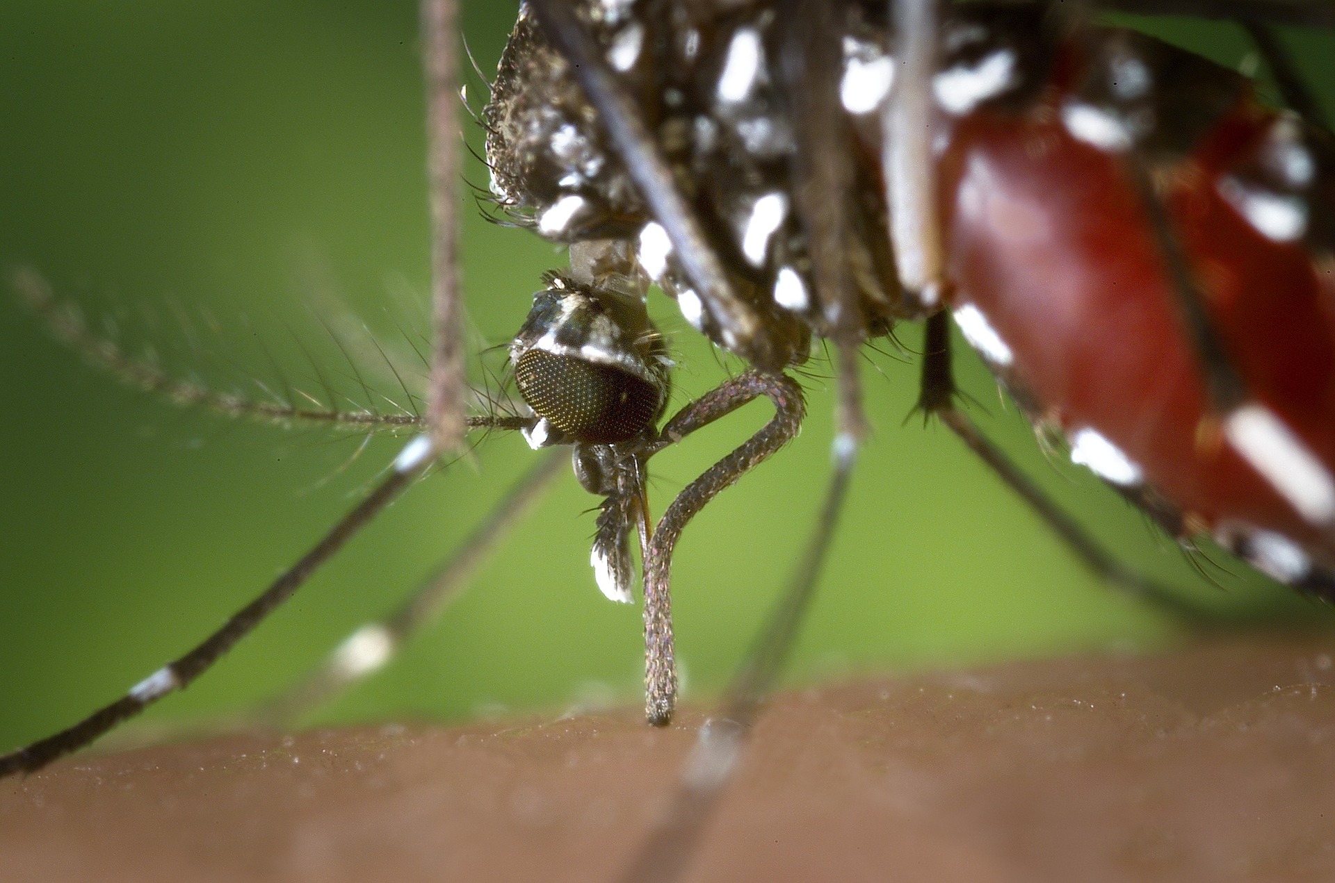 PA Announces First Probable West Nile Virus Infection Of Year