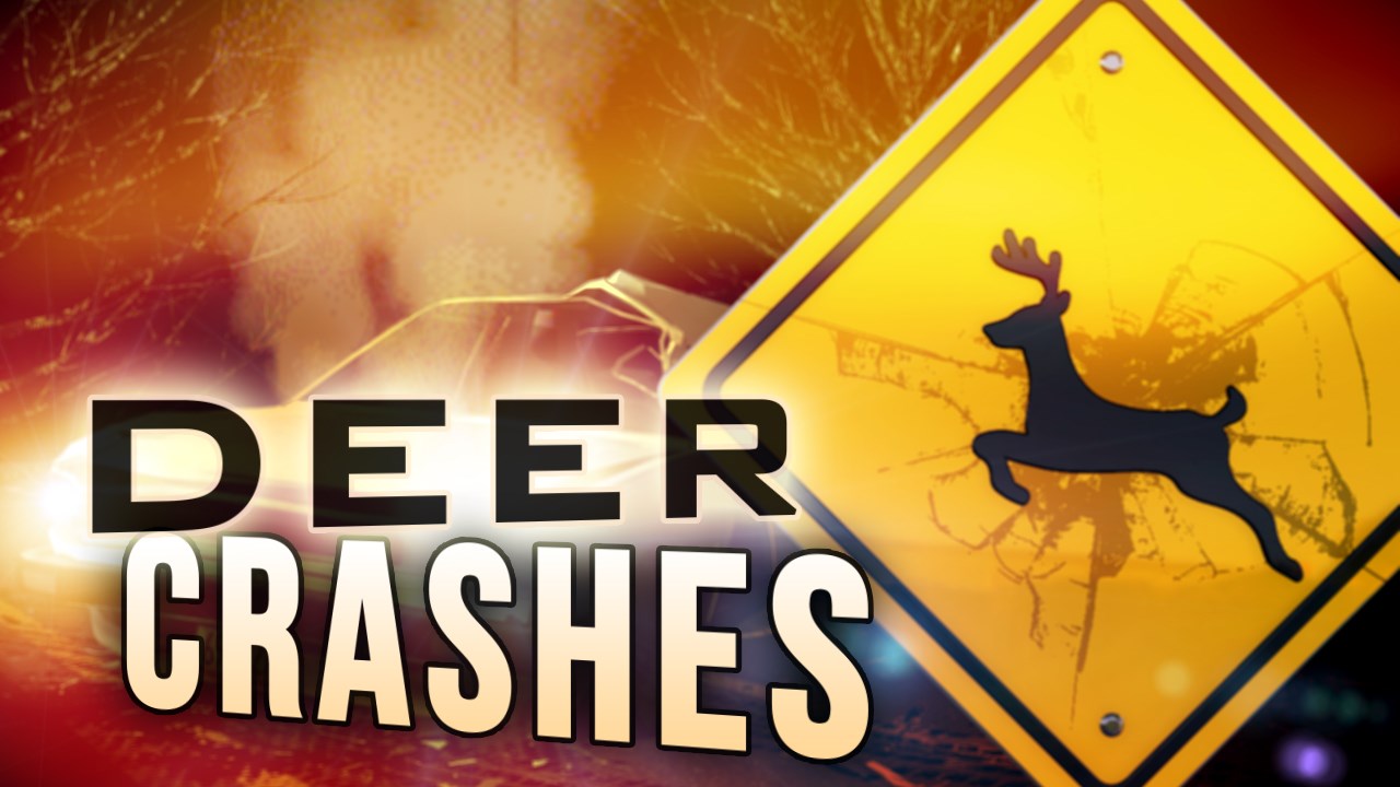 Police Urge Caution Ahead Of “Deer Collision Season”