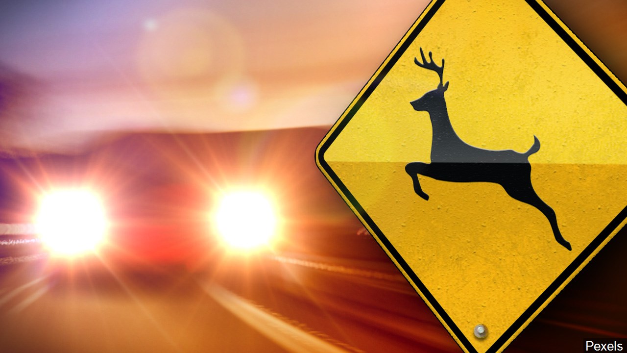 Cassadaga Woman Injured In Car-Deer Crash