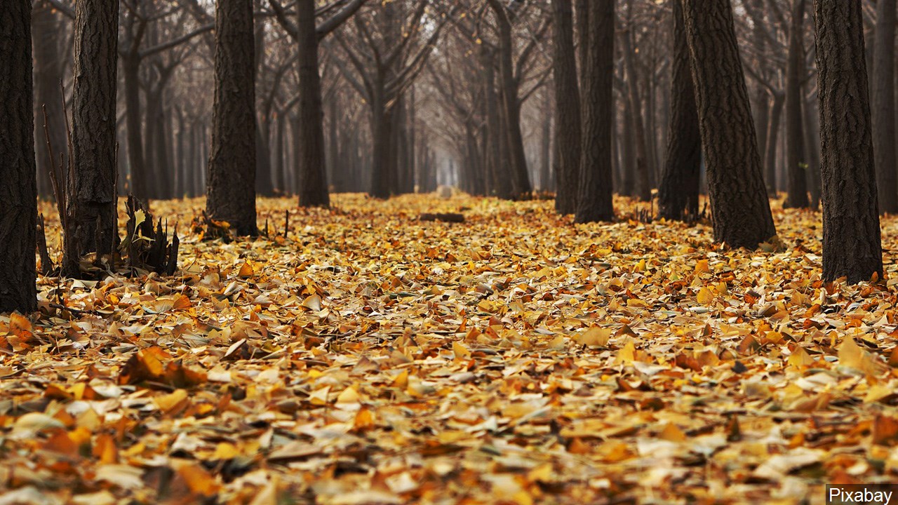 Lost Hunter Rescued in Chautauqua County Woods After Three-Hour Search