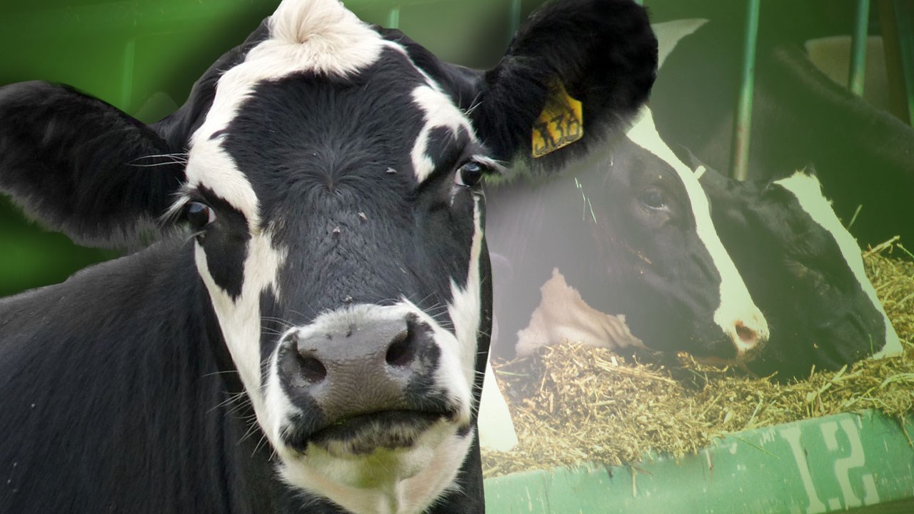 Forage Exchange Site Created To Assist Local Dairy Farmers