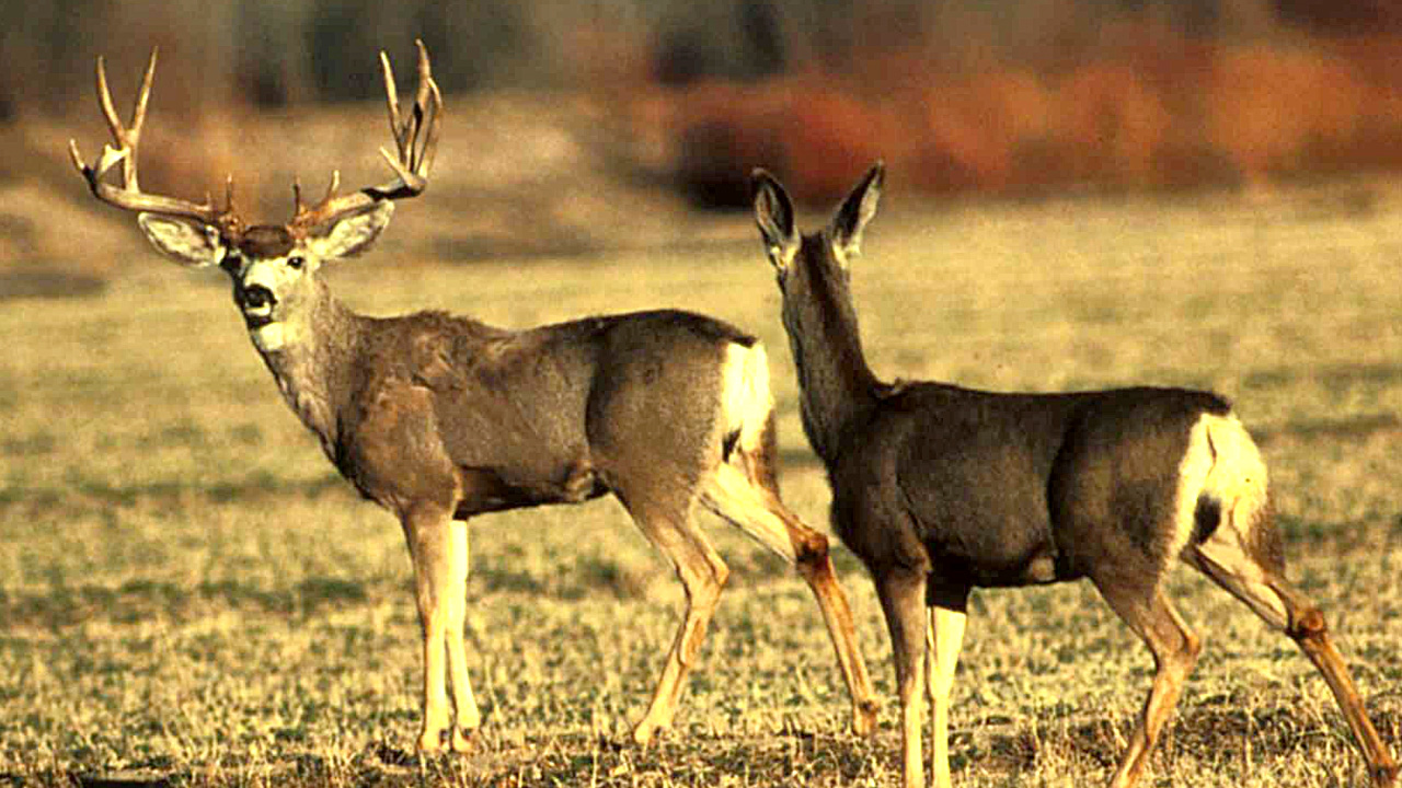 CDC Fears ‘Zombie Deer Disease’ Is Spreading, Could Infect Humans