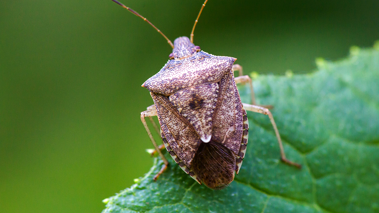 Stink Bugs Moving Inside