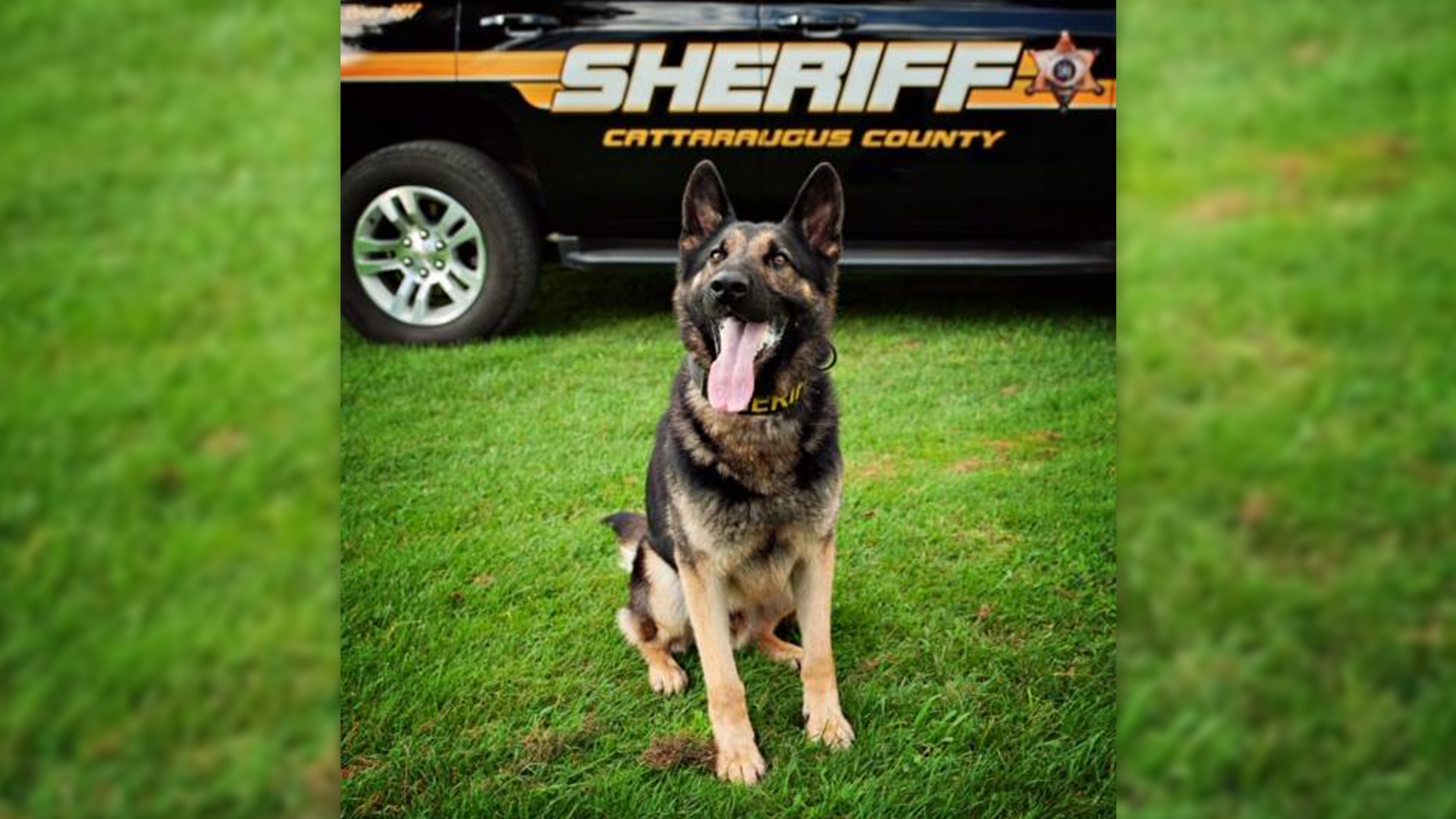 Cattaraugus County K9 Officer Donated New Body Armor