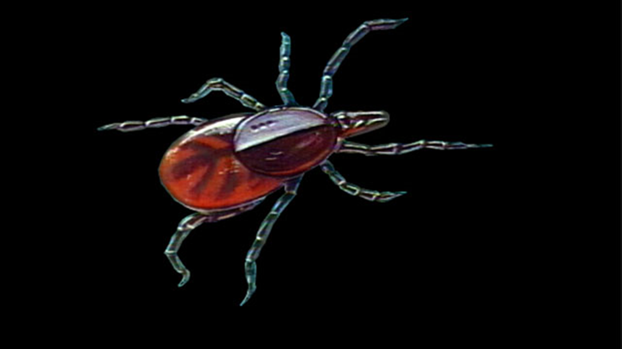 DEC Warns Tick Season Is About To Begin, Urges Precautions