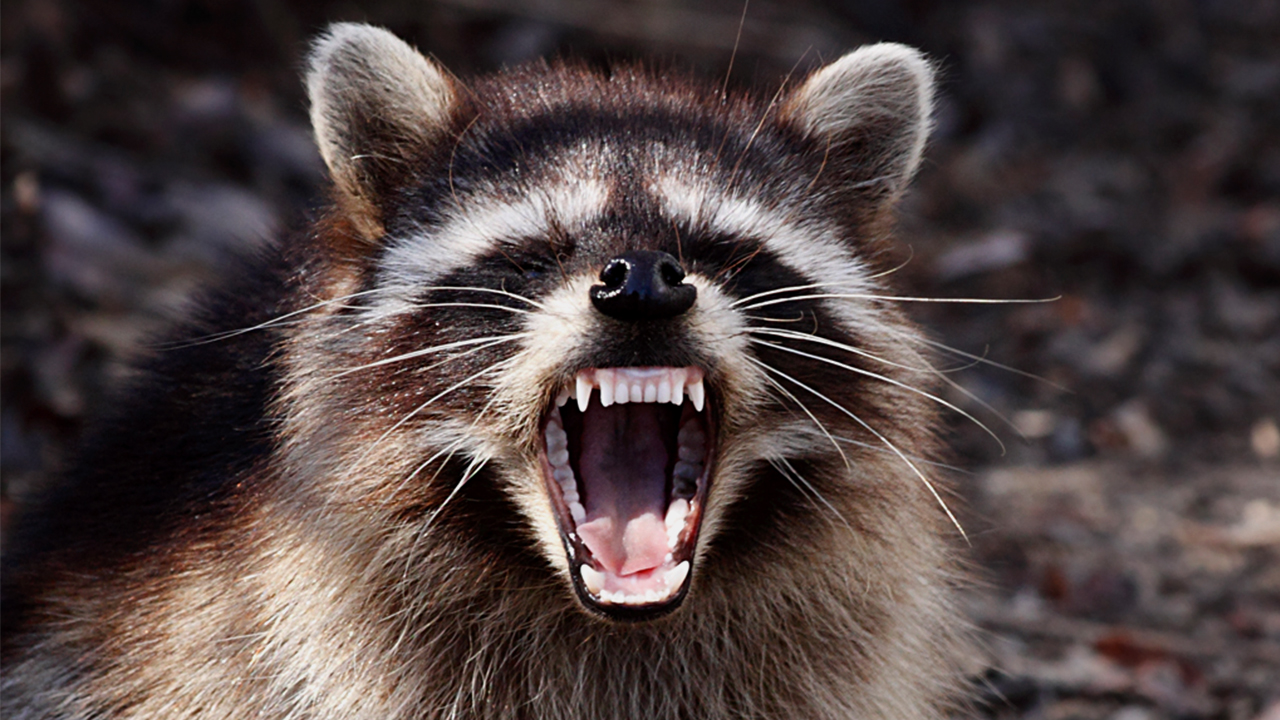 County To Try To Halt Rabies Spread Among Raccoons
