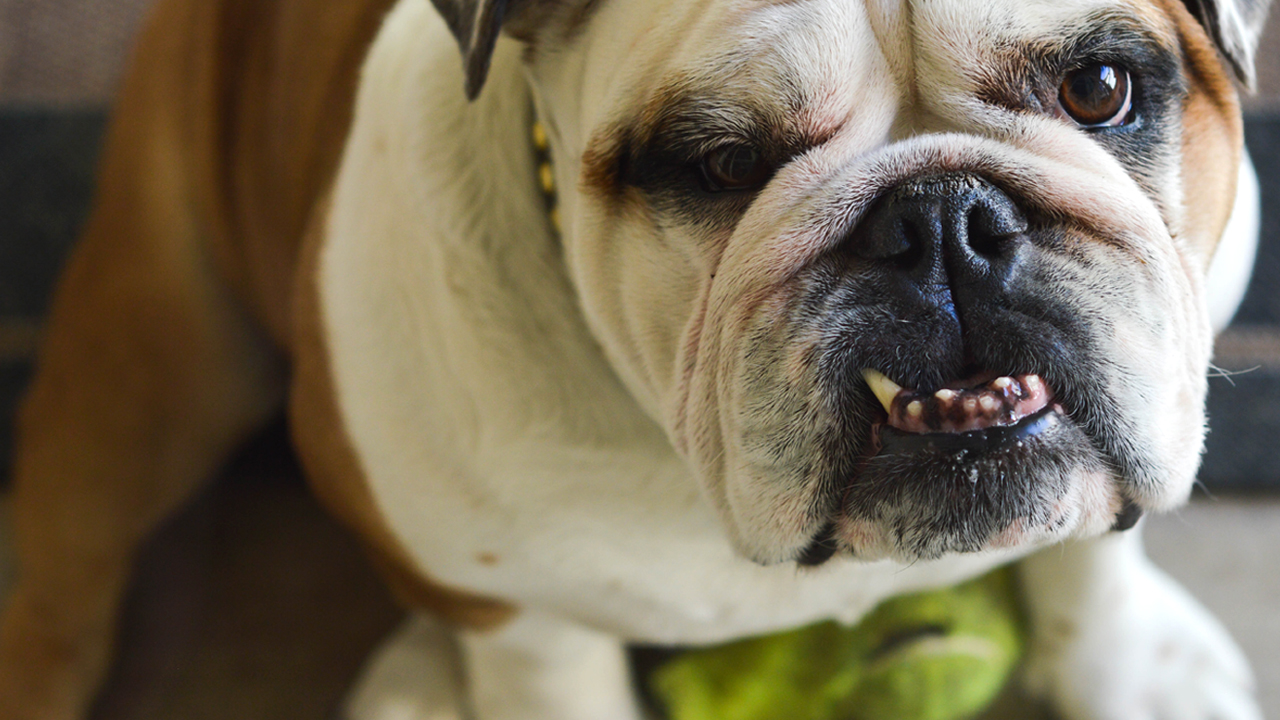 How To Prevent A ‘Dog Bite’