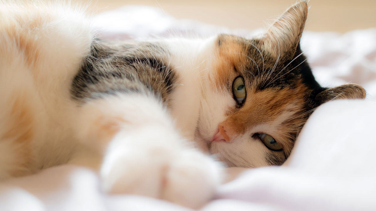 Study Finds Cats Know Their Names, They Just Ignore Us