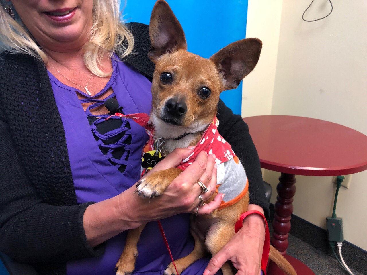 Chico Chihuahua In Need Of A Good Home