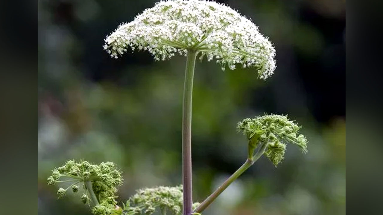 State DEC Reports ‘Substantial Progress’ In Eradicating Giant Hogweed