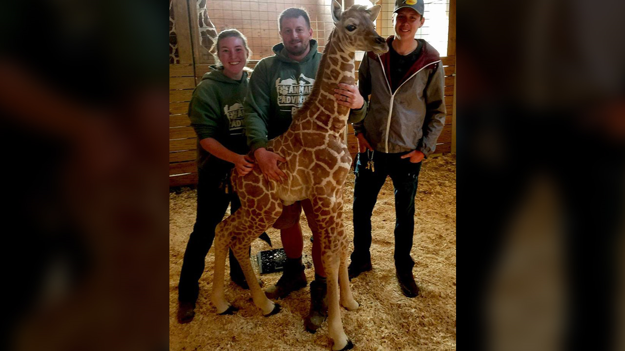 April The Giraffe Will No Longer Breed