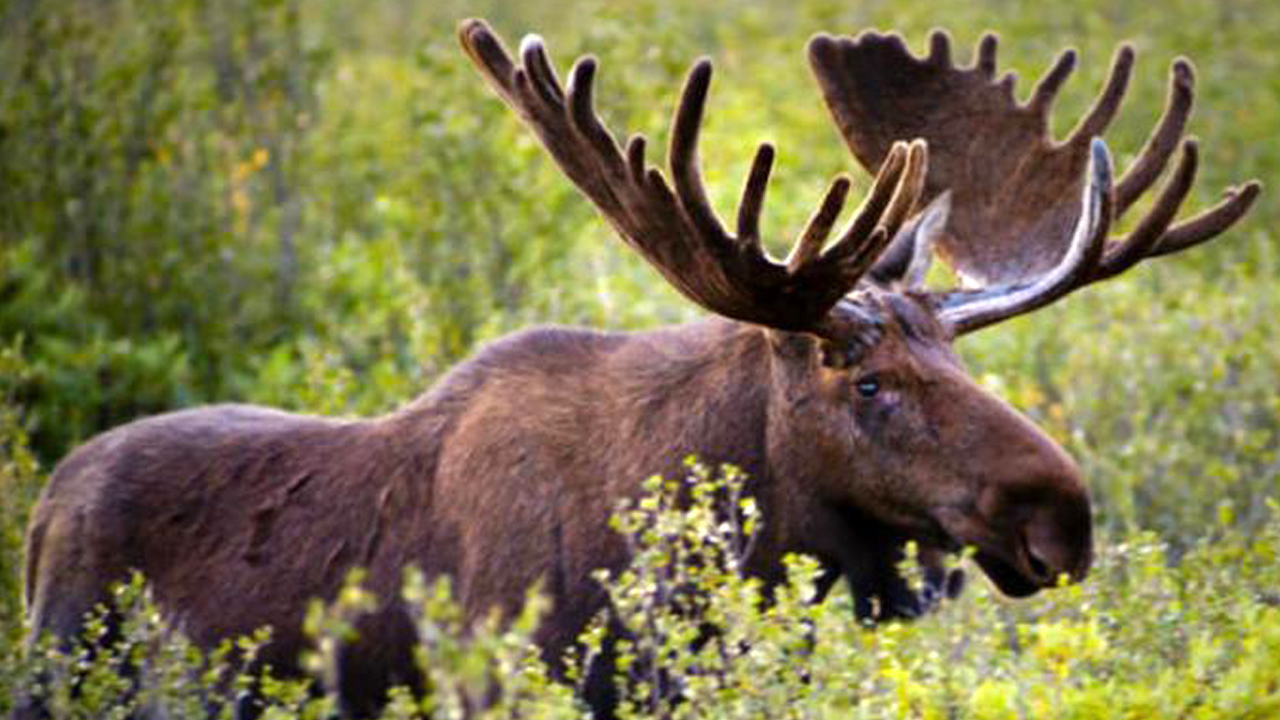 NY DEC Asks People To Report Moose Sightings
