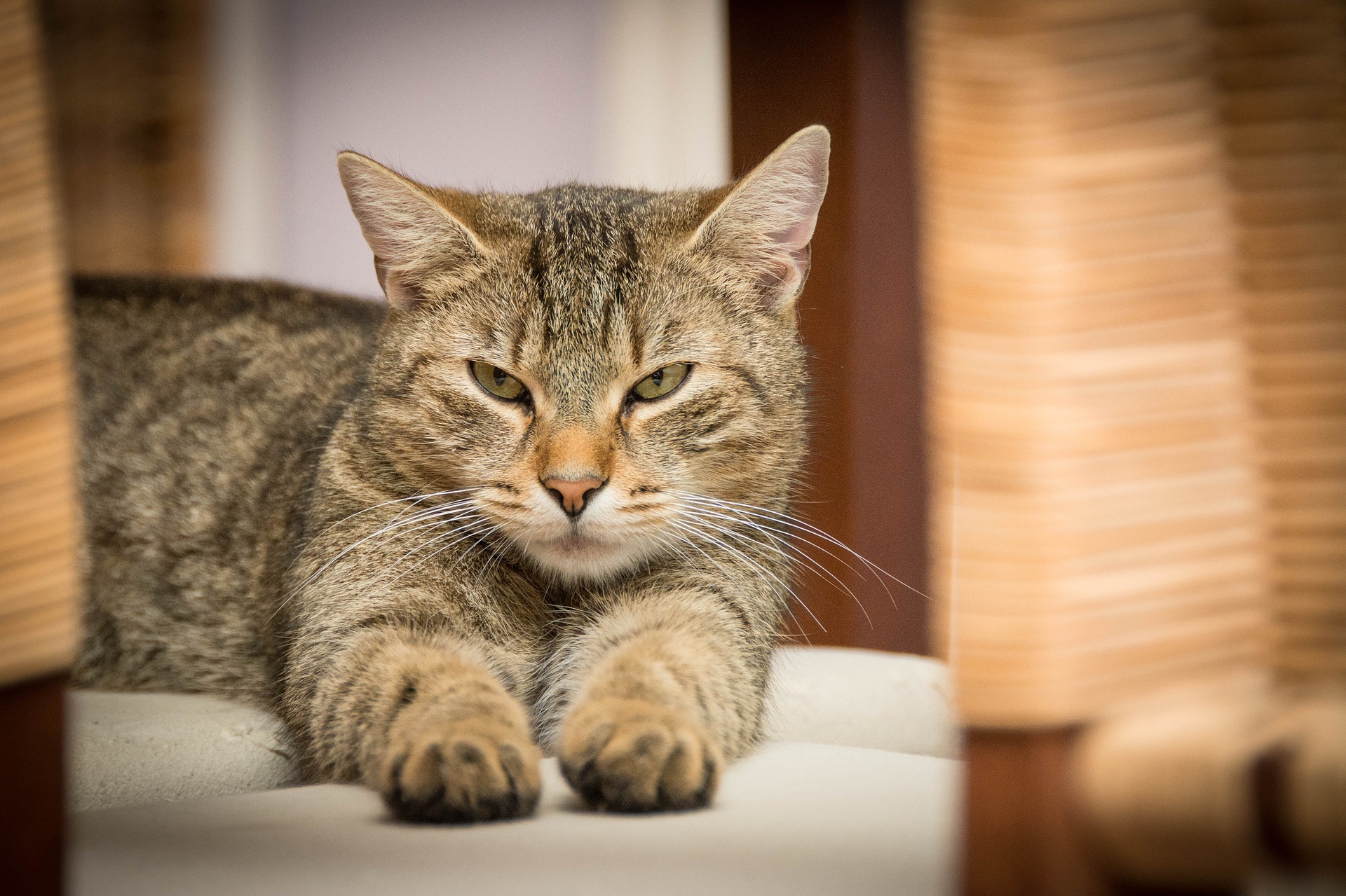 NY Could Become First State To Ban Cat Declawing