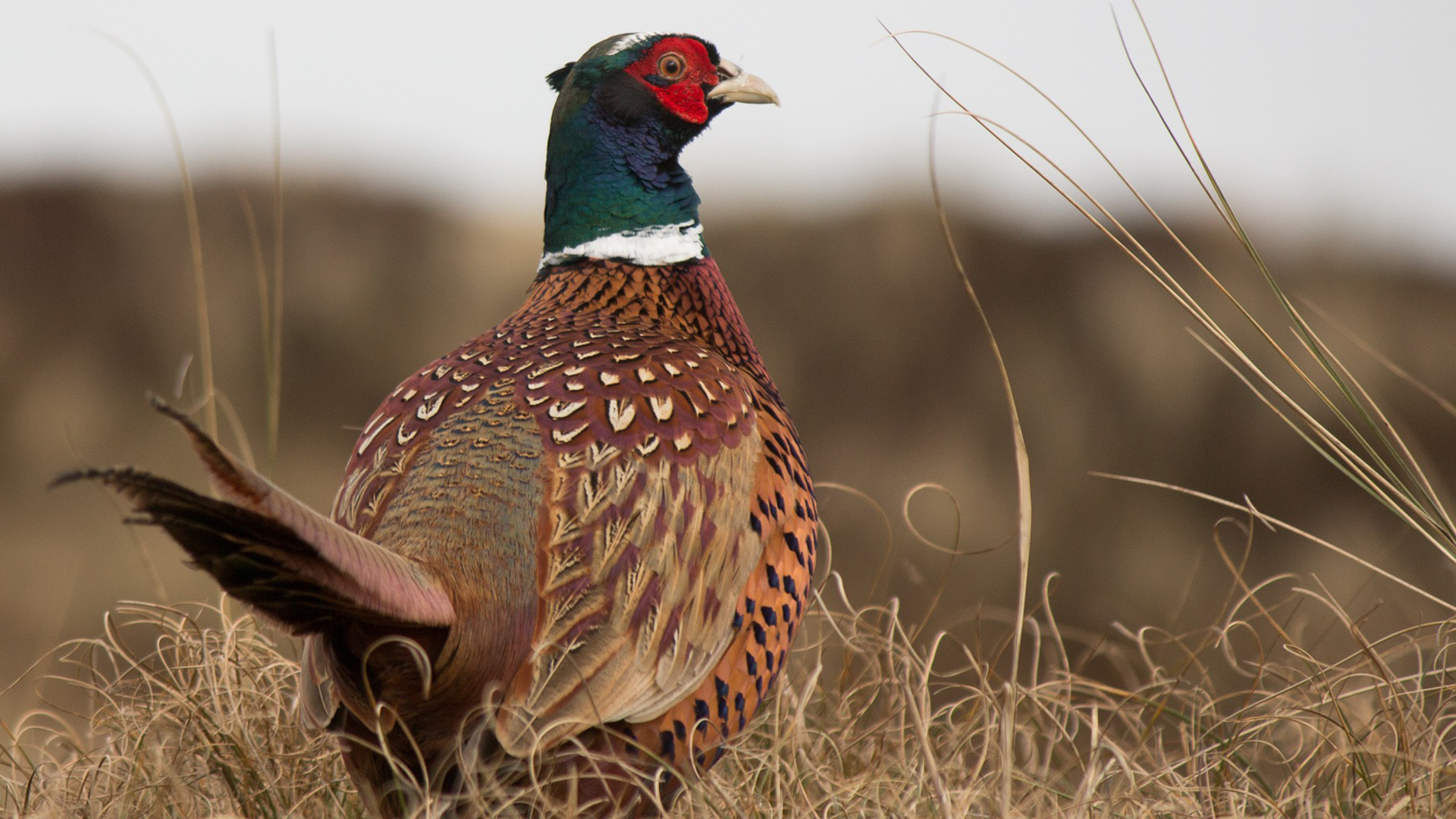 DEC Gearing Up For Fall Pheasant Hunts