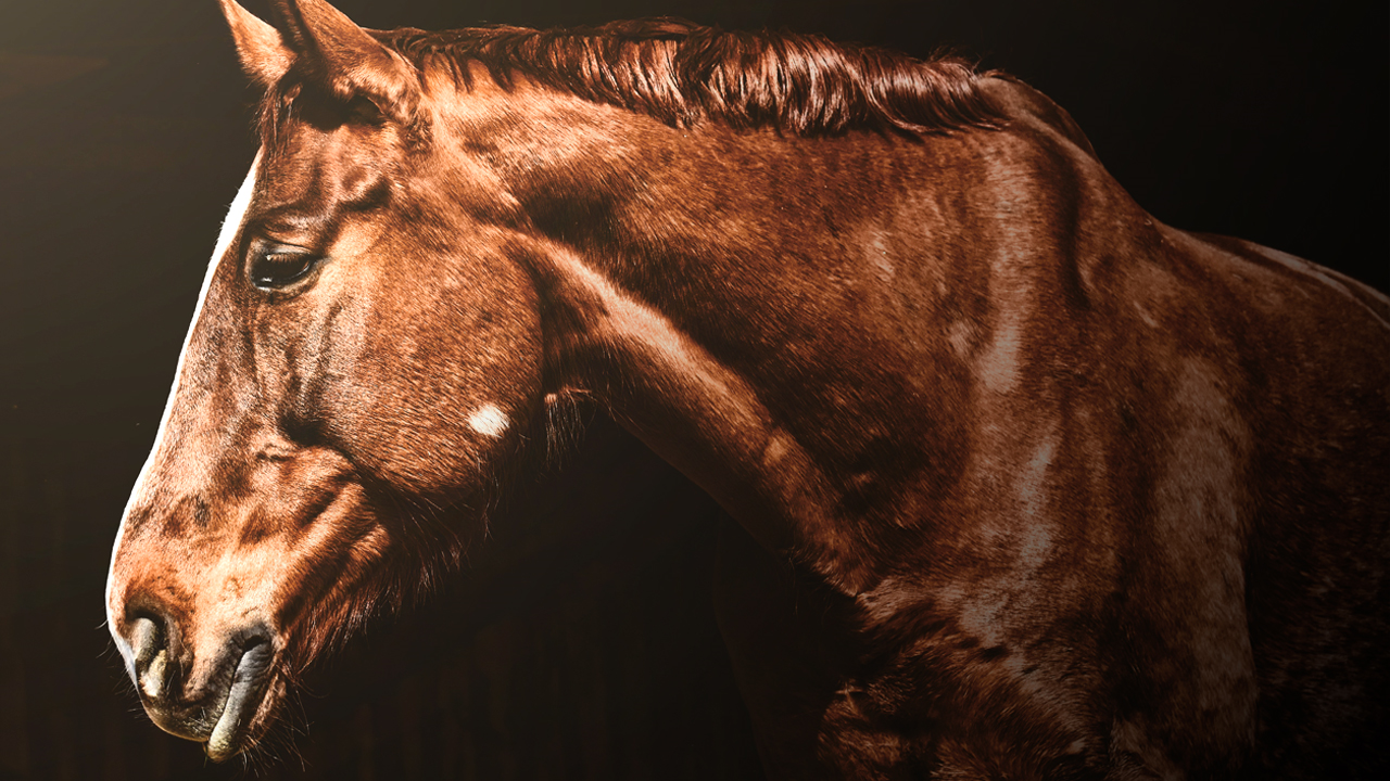 House Passes Act Outlawing Soring Of Horses