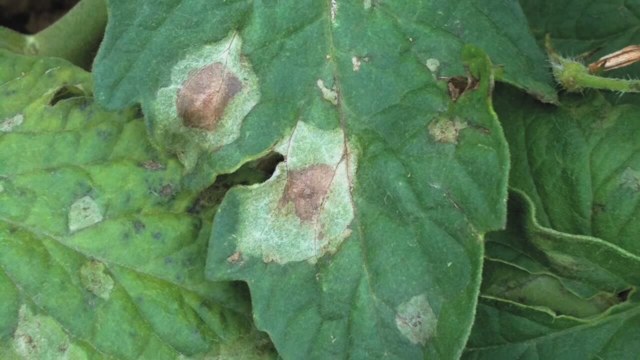 crop blight definition