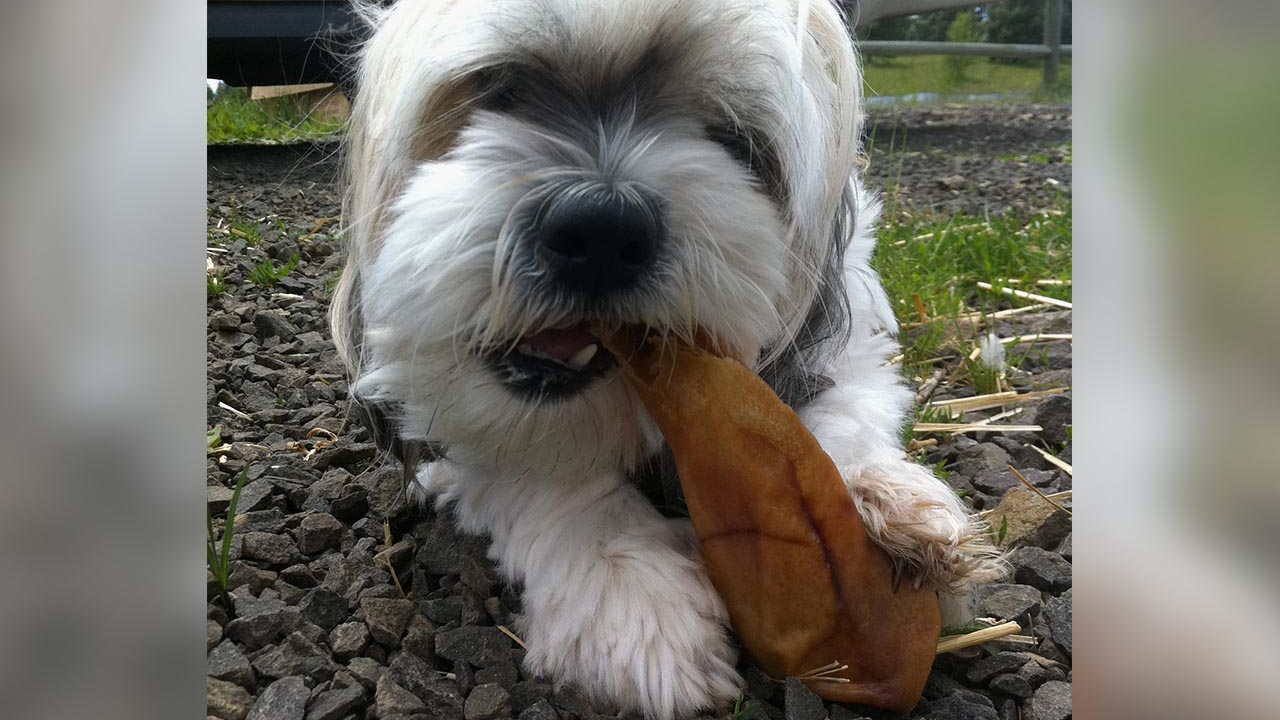 Health Officials Investigating Dog Treat Salmonella Outbreak