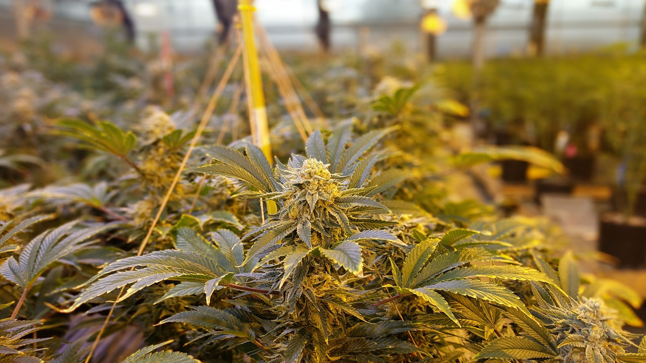 Jamestown Looks To Marijuana Grow Industry As New Economic Driver For Area