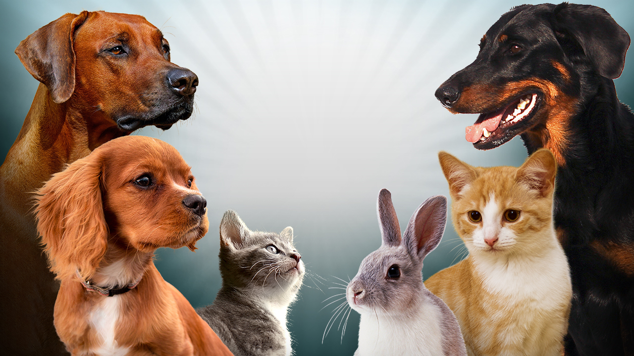 New York Strengthens Animal Welfare Rules For Pet Dealers