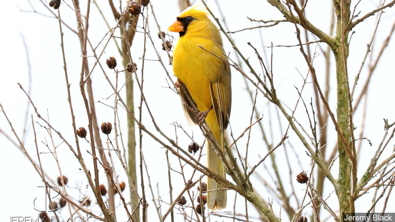 Where Have The Wild Birds Gone? 3 Billion Fewer Than 1970