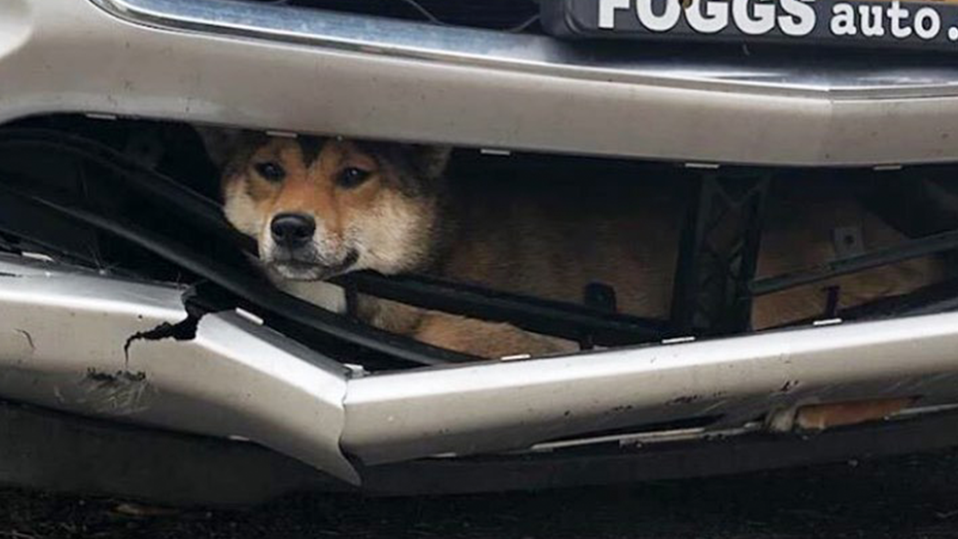 Ruff Ride: Dog Struck By Car Rides Inside Bumper For Miles