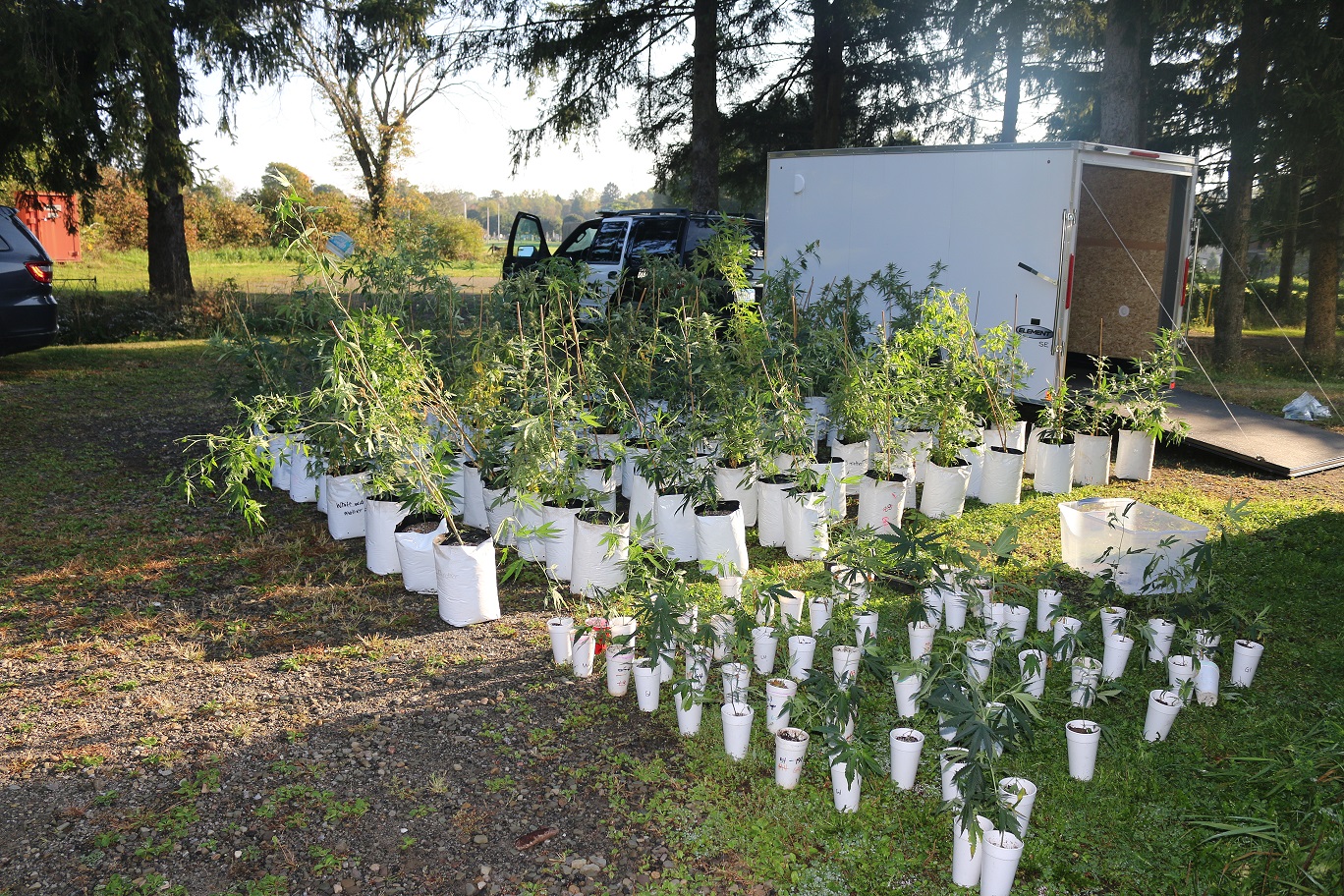 Busti Duo Charged Following Discovery Of “Large-Scale” Marijuana Grow Operation