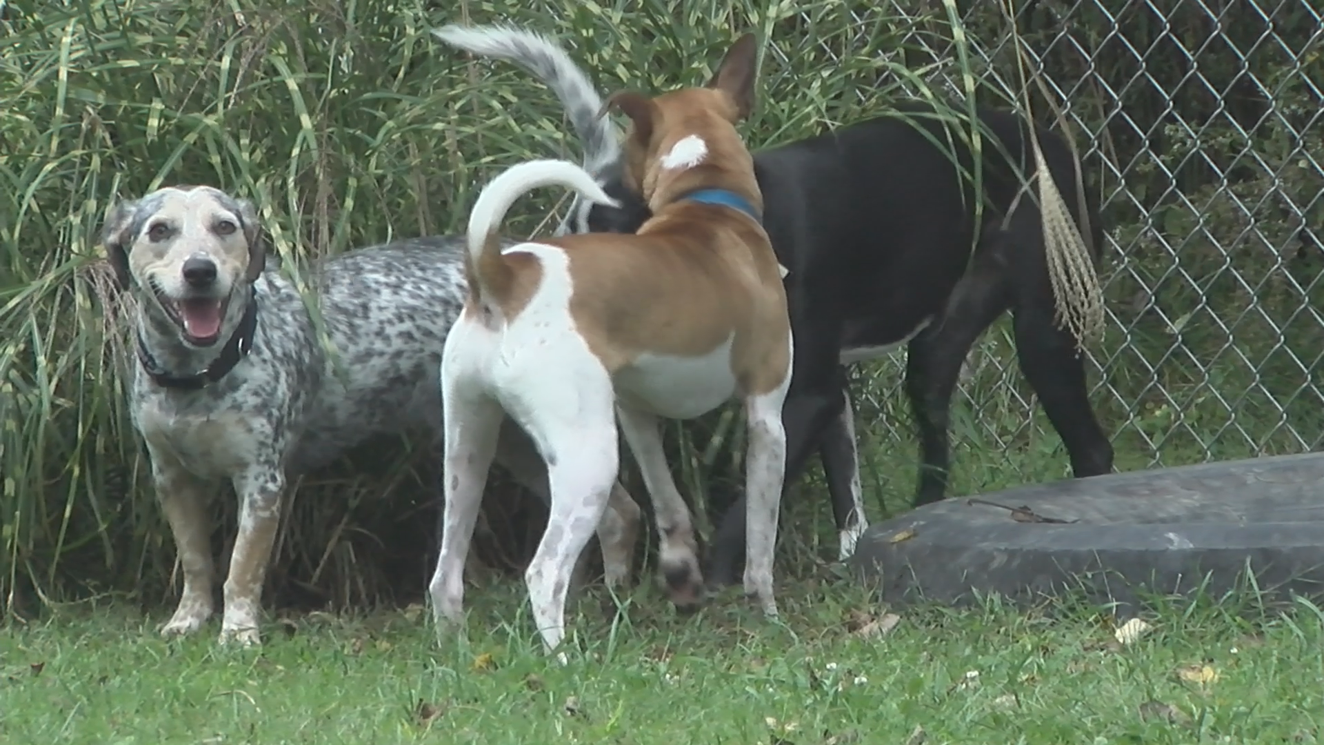 Walk For Paws Set For Saturday