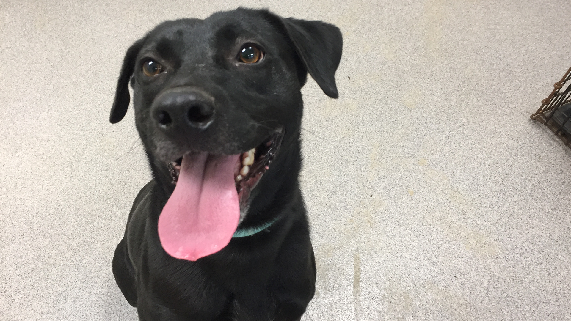 Rudy Needs A Home, Can You Help?