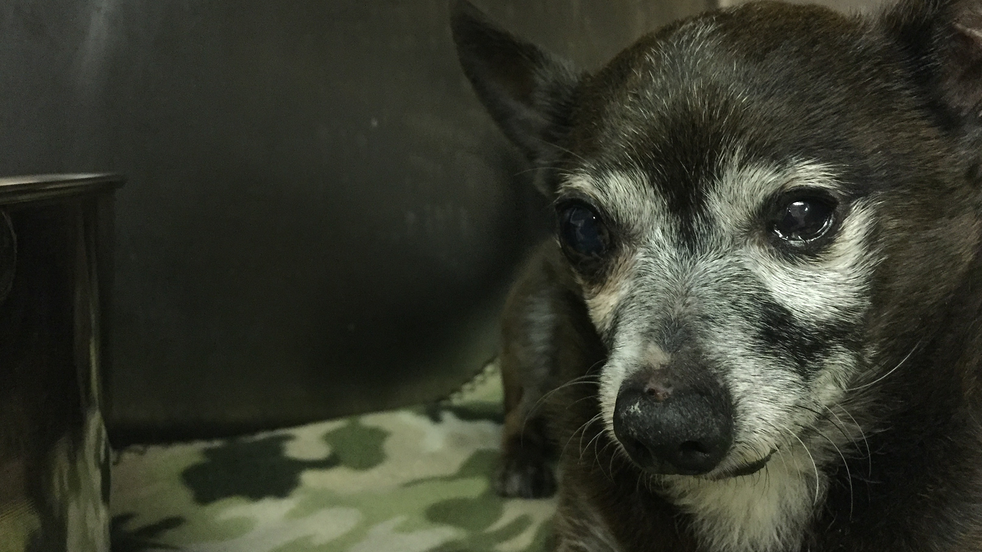 Meet Pumbaa! Our Pet Of The Week