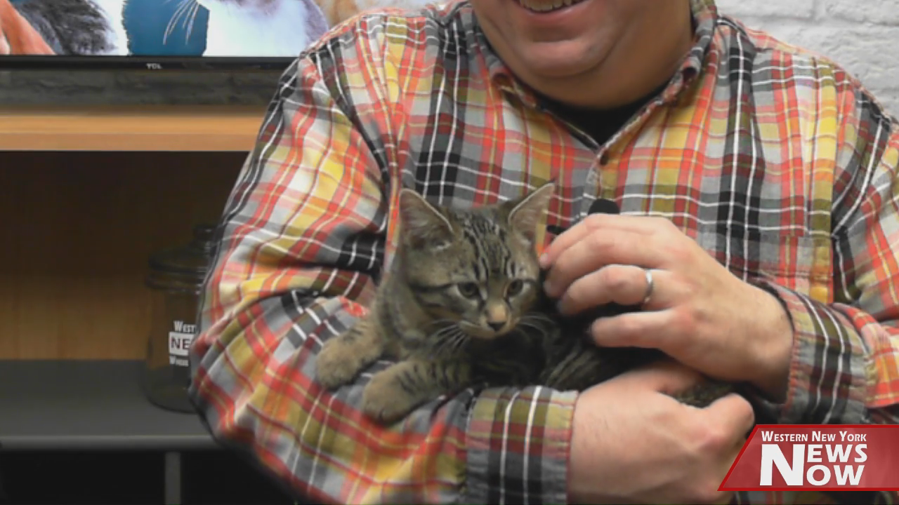 Meet Wiggles! Our Pet Of The Week