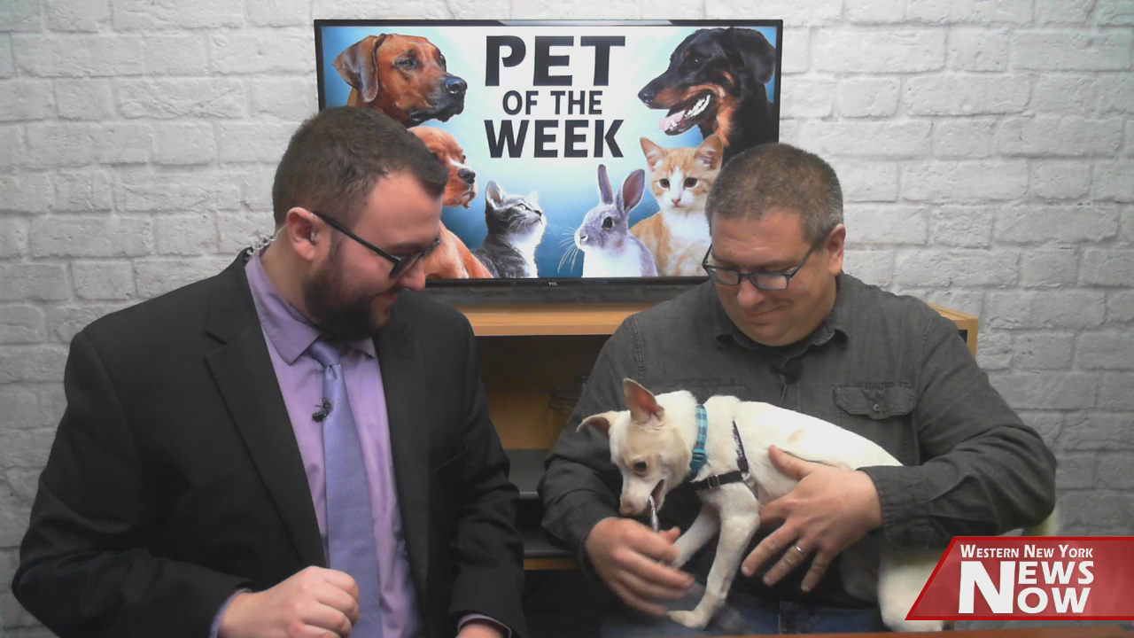 Meet Buzz! Our Pet Of The Week