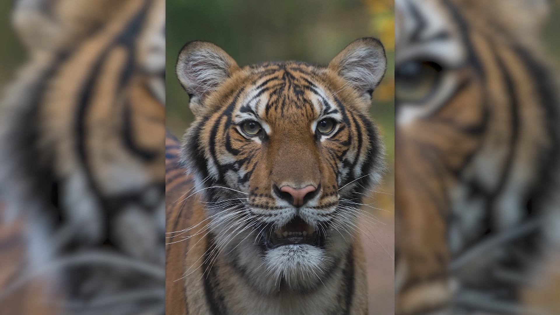 COVID: Tiger At Bronx Zoo Tests Positive For Coronavirus