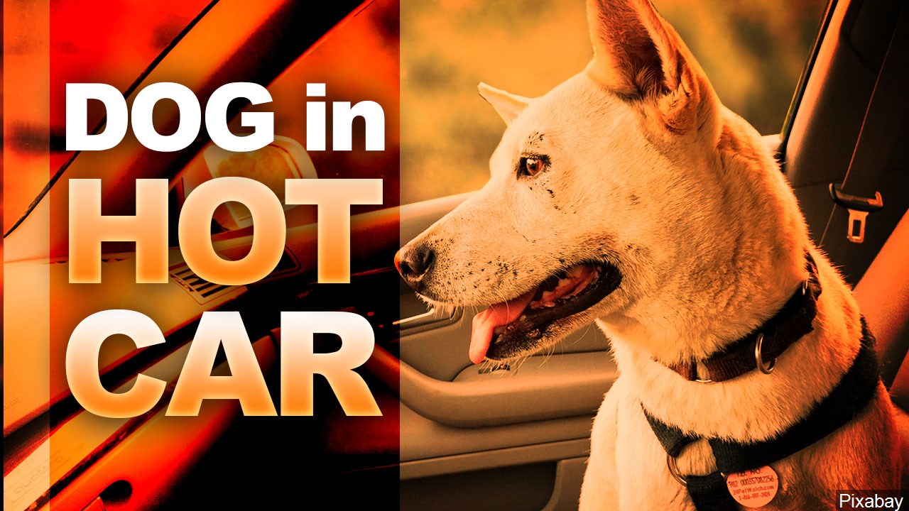 Couple Charged With Leaving Dog In Hot Vehicle While In Home Depot