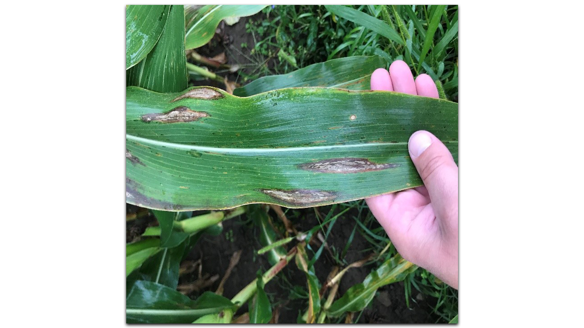 CHAUTAUQUA COUNTY AGRICULTURE FORUM TO BE HELD IN MARCH