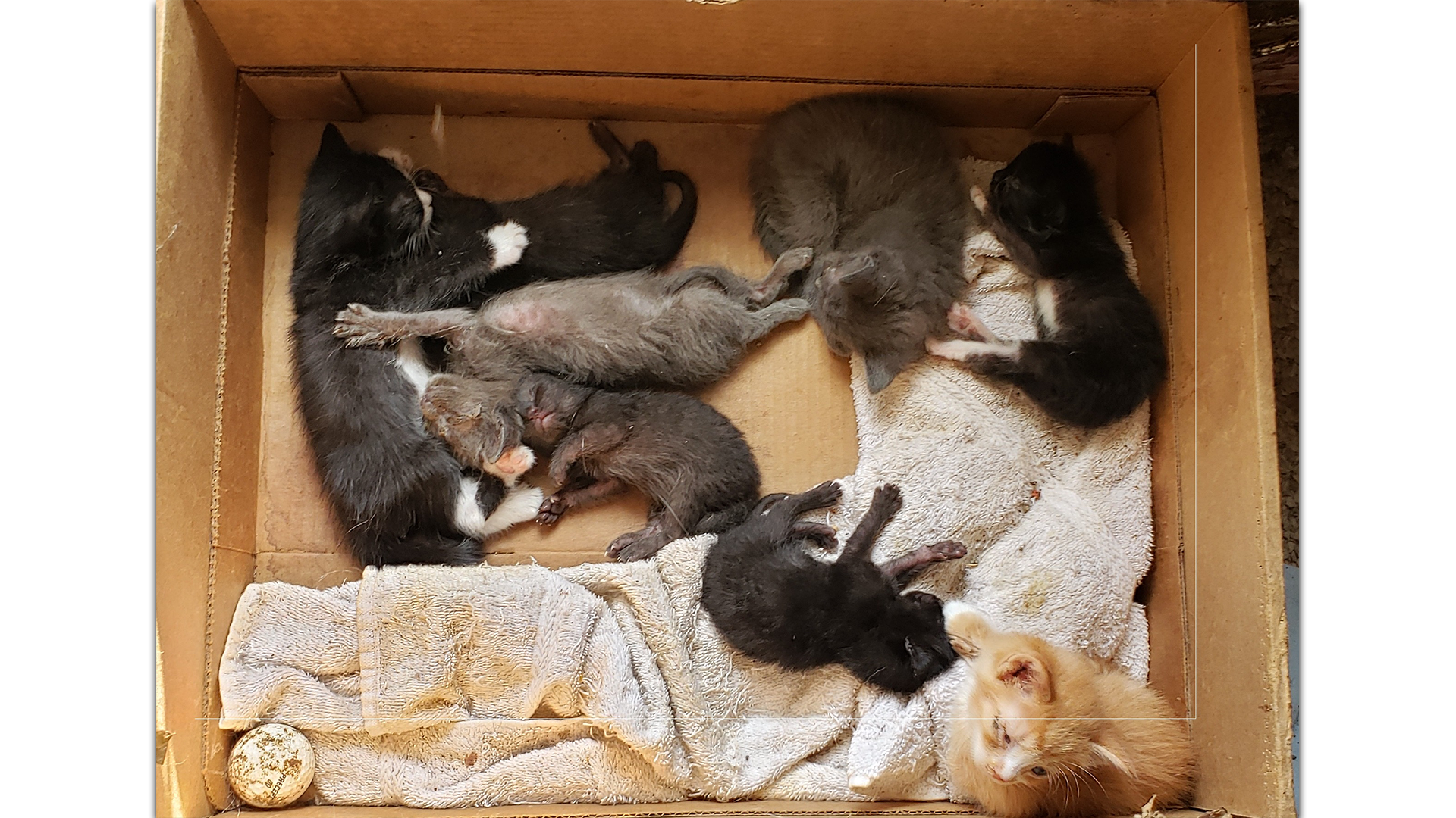County Humane Society Rescues 75-Plus Cats From Abandoned Apartment