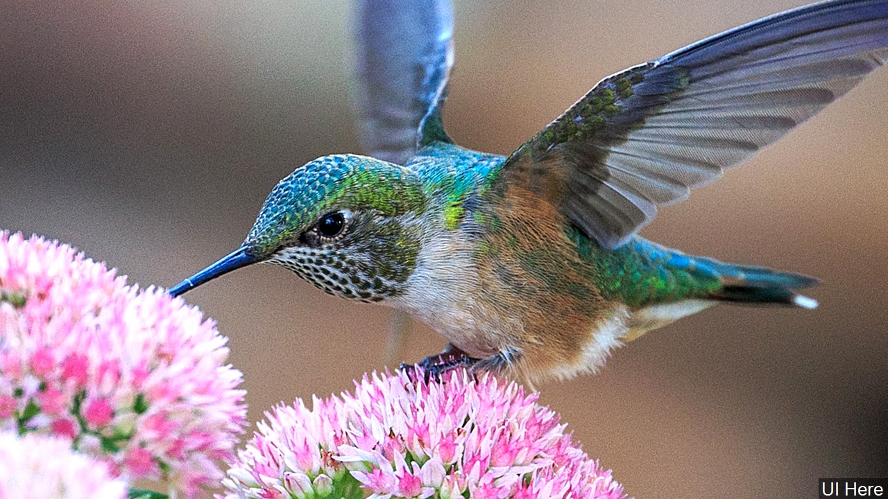 Audobon Says People Can Enjoy Bird Watching From Home